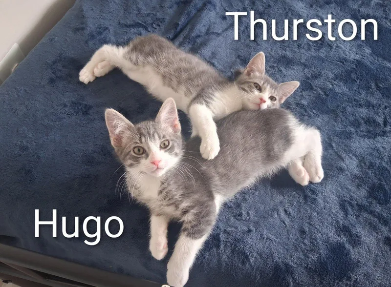 Hugo thumbnail 2