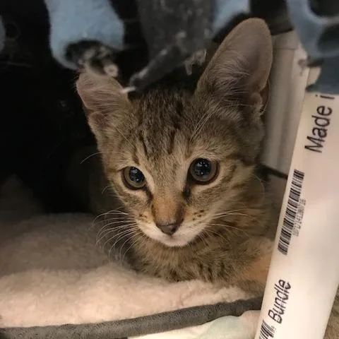 A baby small-sized female Torbie Domestic Short Hair cat named Tiger for adoption in West Palm Beach, FL