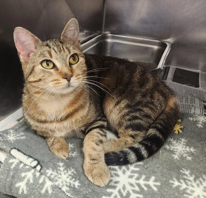 A young medium-sized female Tabby (Brown / Chocolate) Domestic Short Hair cat named Macaroon for adoption in Clayton, NJ