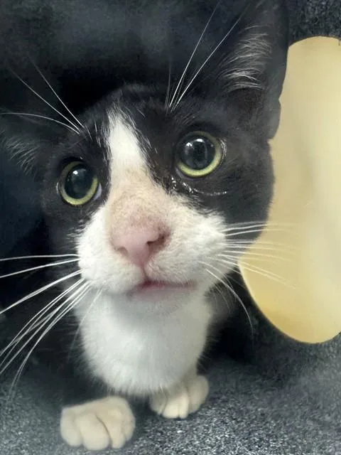 A baby small-sized male Domestic Short Hair cat named Levi for adoption in Naples, FL