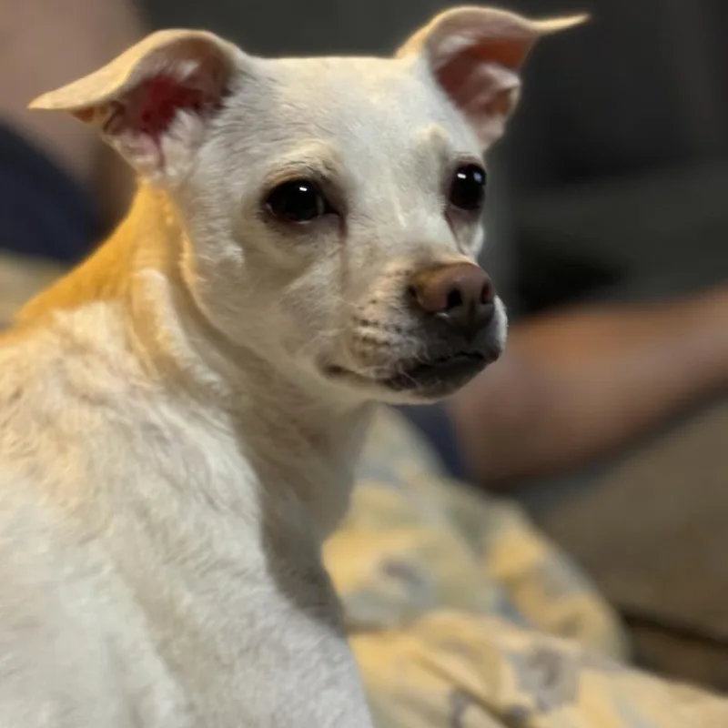 An adult small-sized female White / Cream Mixed Breed dog named Elsa for adoption in Dickinson, TX