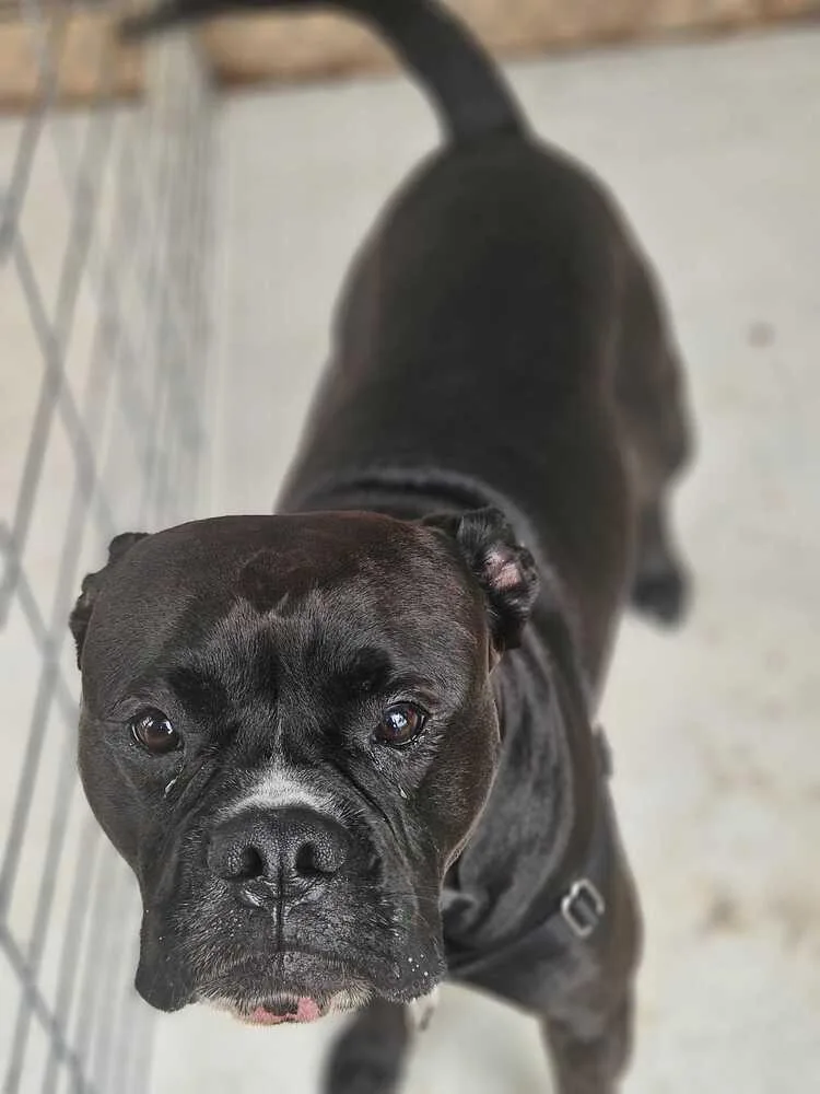An adult medium-sized male Tricolor (Brown, Black, & White) American Bulldog dog named Splash for adoption in Lakeland, FL