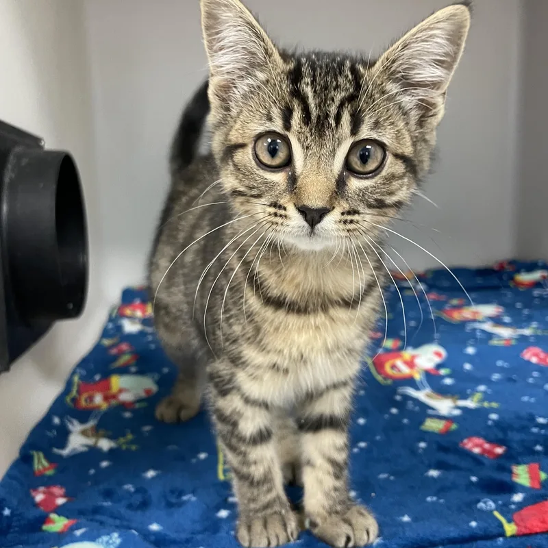A baby medium-sized female Tabby (Brown / Chocolate) Domestic Short Hair cat named Miss Sherman for adoption in Hollister, CA