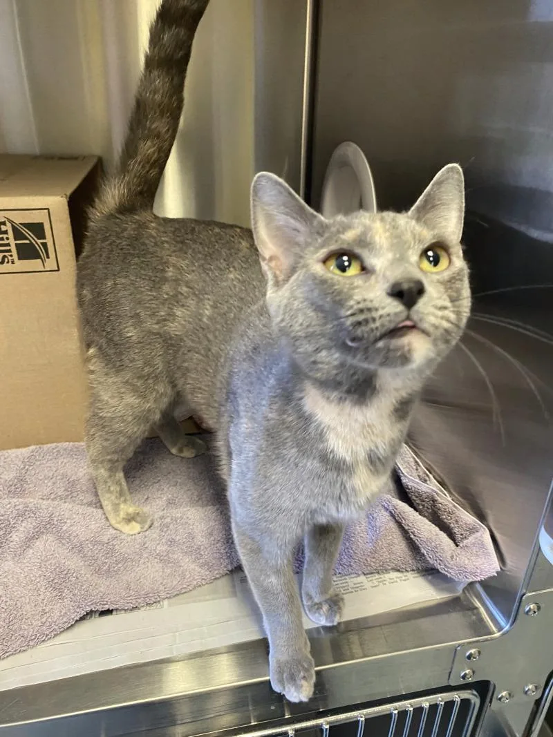 An adult medium-sized female Domestic Short Hair cat named Bug for adoption in Cortland, NY