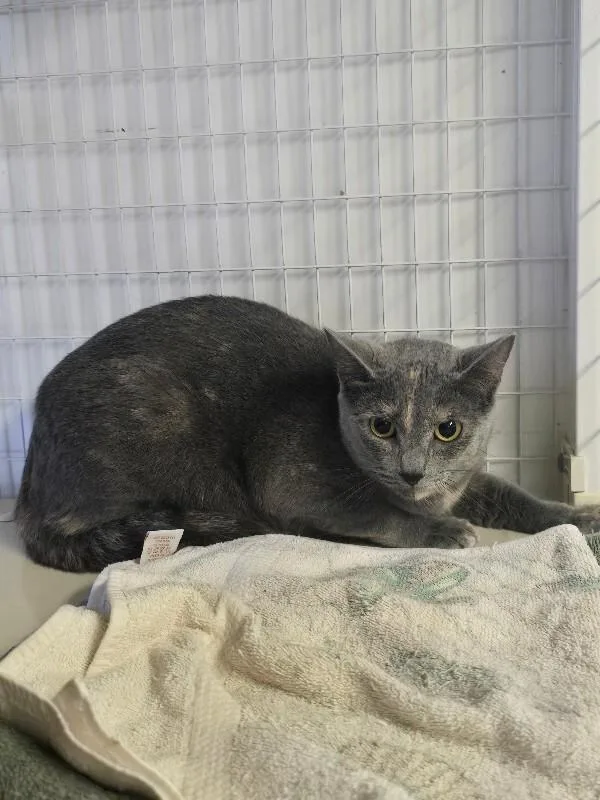 Bug thumbnail 4