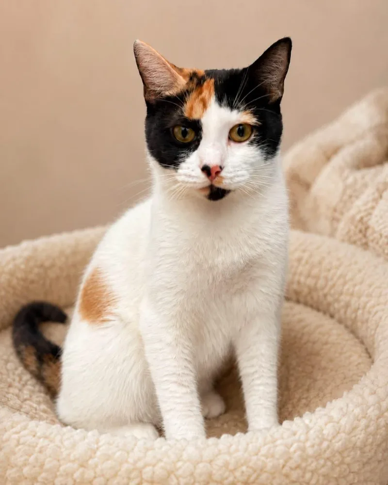 An adult medium-sized female Calico Domestic Short Hair cat named Snack Shack Sharon for adoption in Cranston, RI