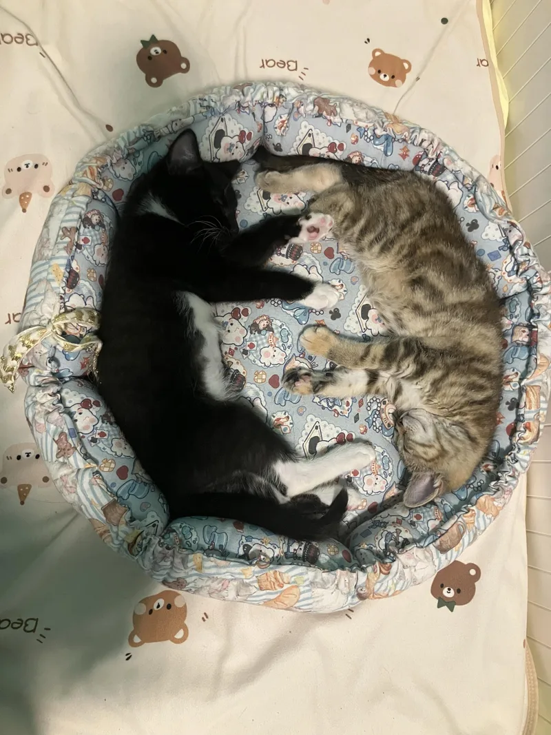 A baby large-sized male Black & White / Tuxedo Domestic Short Hair cat named Smackaroo and Cinnamon Toast for adoption in Seattle, WA