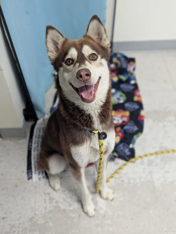 A young medium-sized male Siberian Husky dog named Pookie for adoption in Salt Lake City, UT