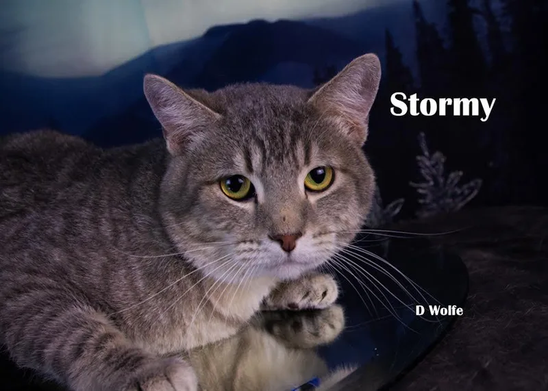 Stormy thumbnail 3