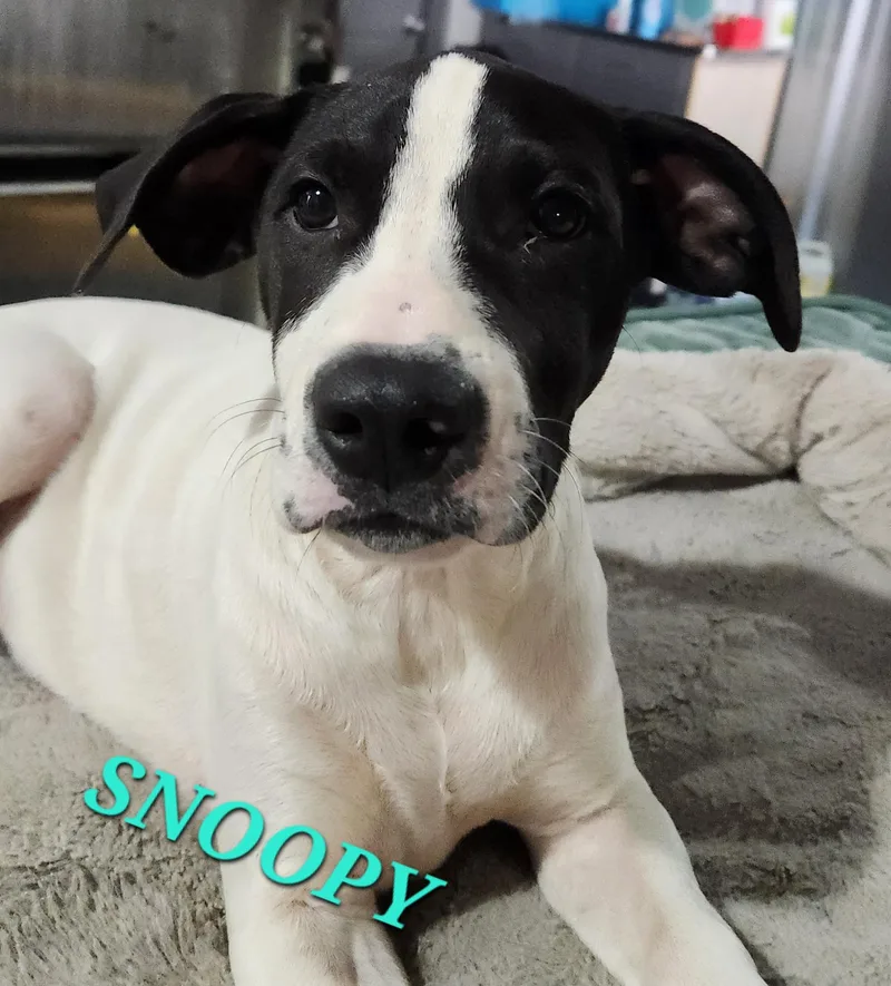 A baby medium-sized male White / Cream Hound dog named Snoopy Peanuts for adoption in Andover, MA
