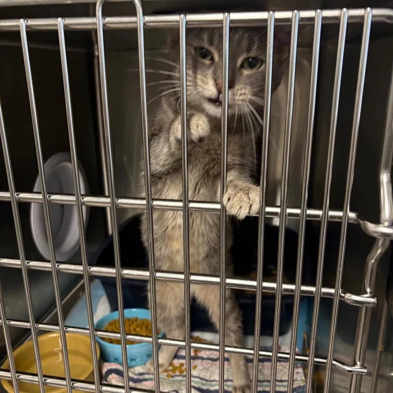 An adult medium-sized female Gray / Blue / Silver Domestic Short Hair cat named Breeze for adoption in Pennsville, NJ