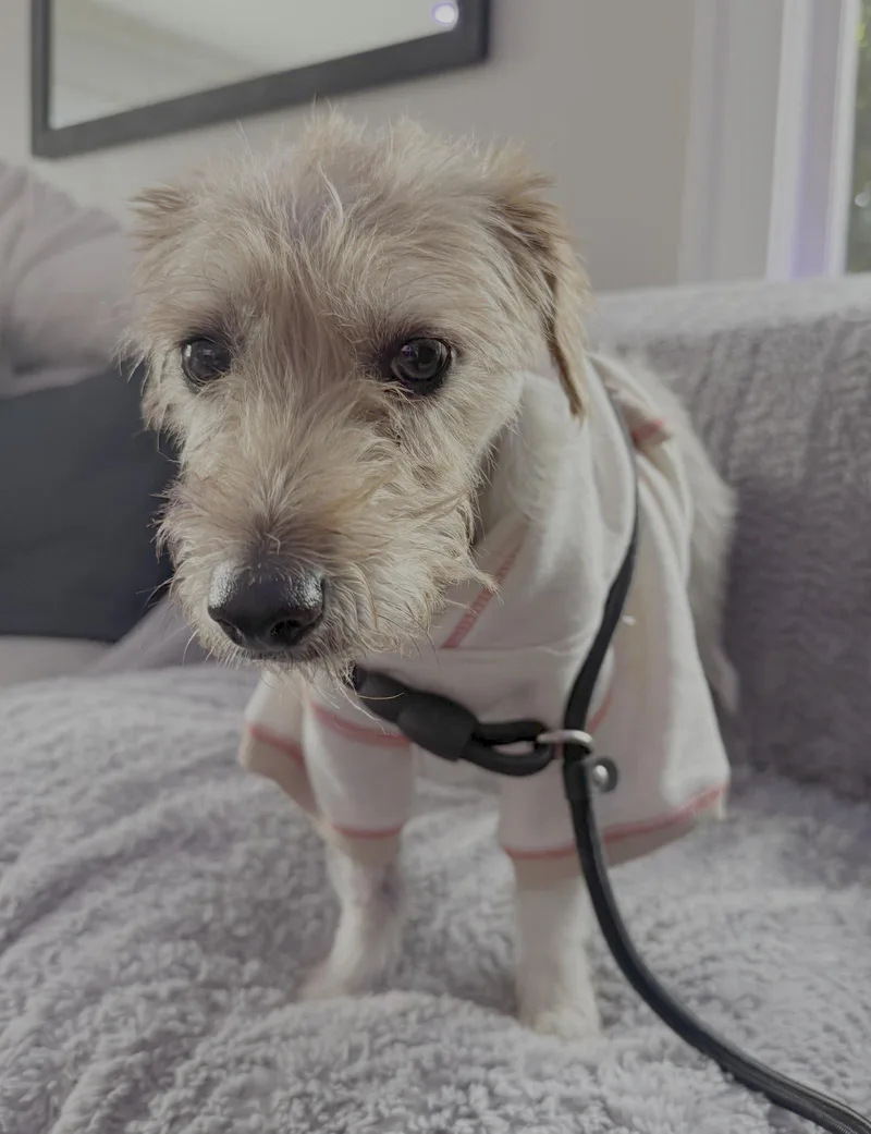 A young medium-sized female Jack Russell Terrier dog named Poppy for adoption in Seattle, WA
