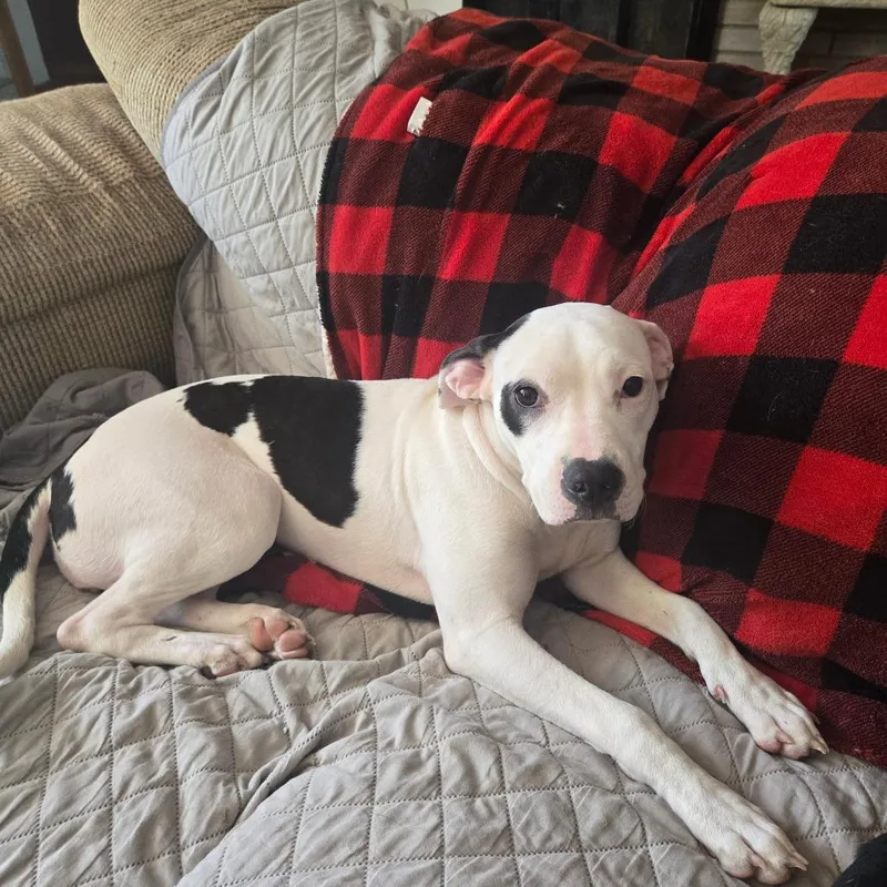 A baby medium-sized female White / Cream Pit Bull Terrier dog named Moxy for adoption in Lima, OH