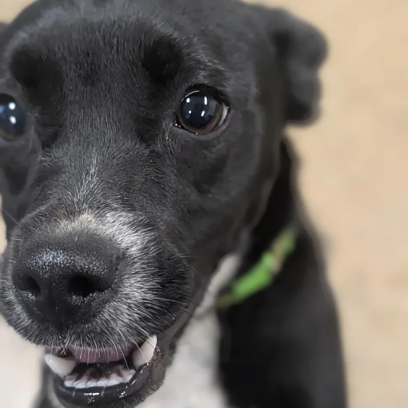 A young small-sized male Black Jack Russell Terrier dog named Nibs for adoption in Jasper, IN