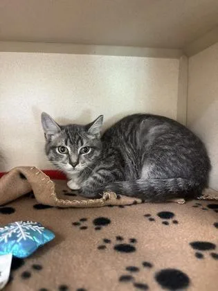 A young small-sized female Domestic Short Hair cat named Hiccup for adoption in King William, VA