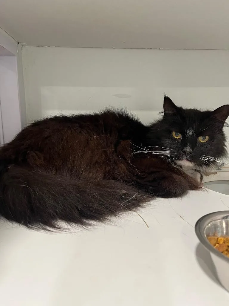 A senior small-sized male Domestic Medium Hair cat named Chris for adoption in Lunenburg, VT