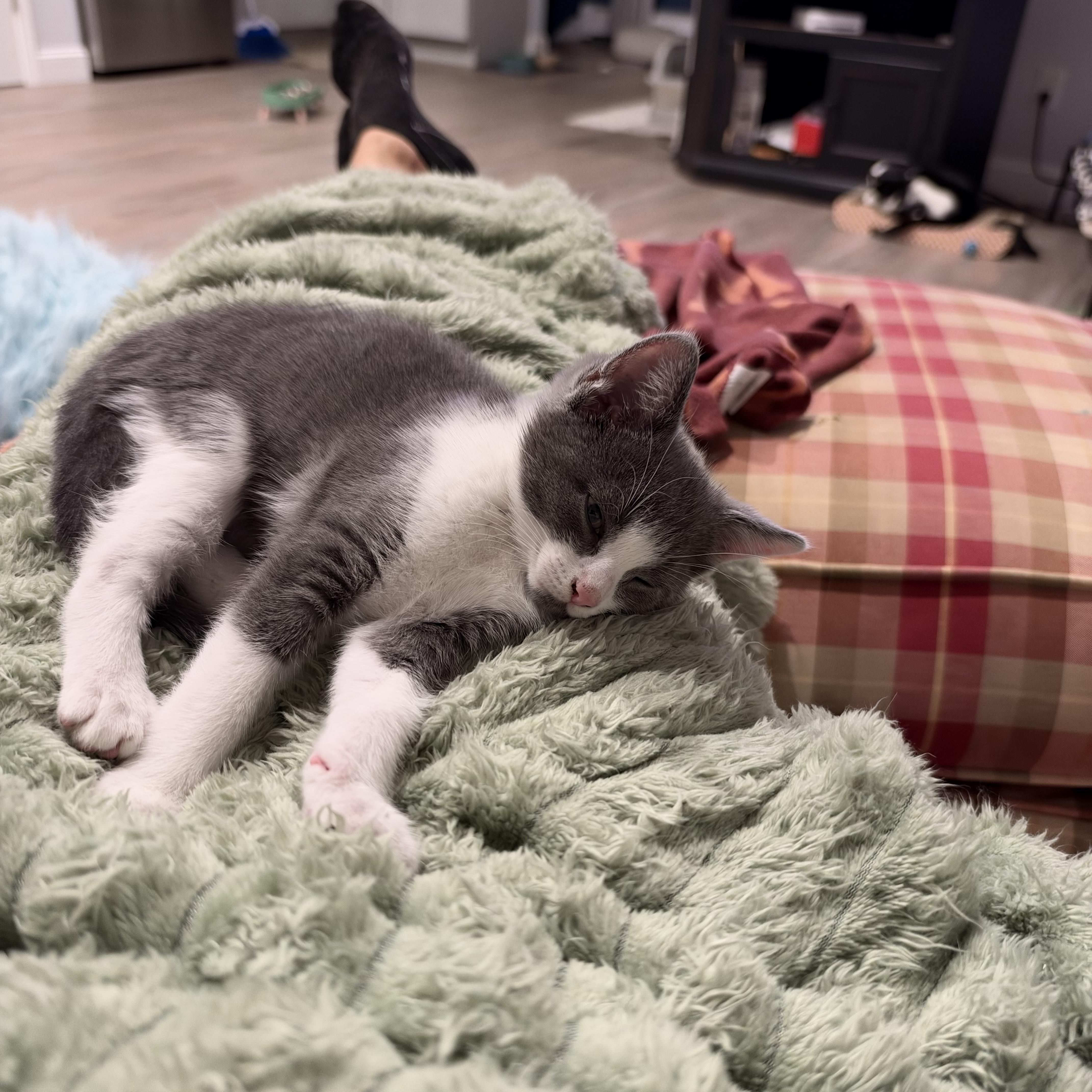 Gus Gus & his thumbnail 3