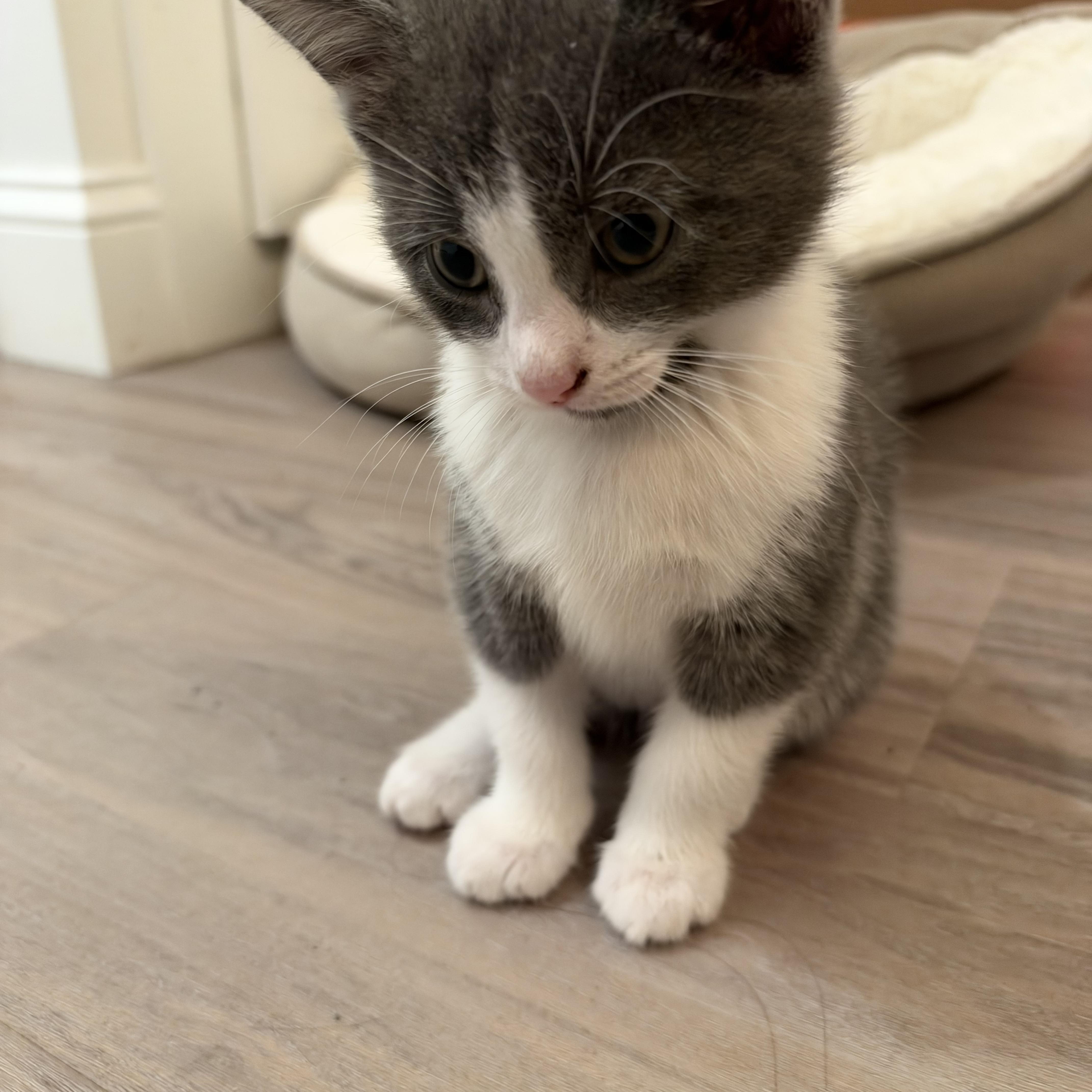 Gus Gus & his thumbnail 4