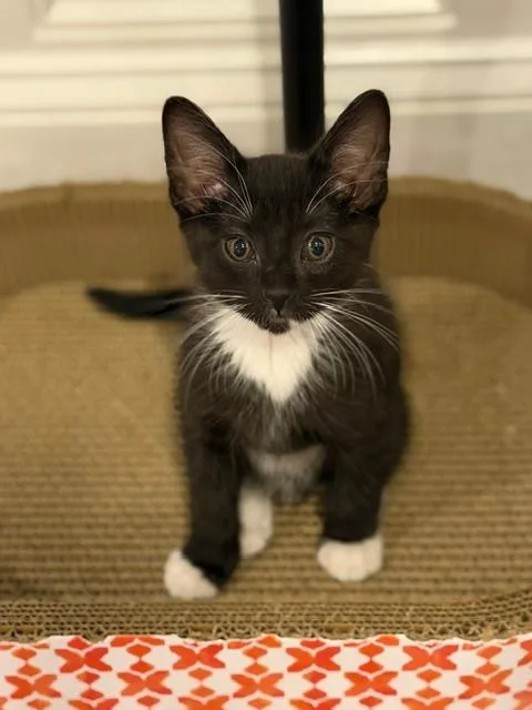 A baby medium-sized male Black & White / Tuxedo Domestic Short Hair cat named Adam for adoption in Wayne, NJ