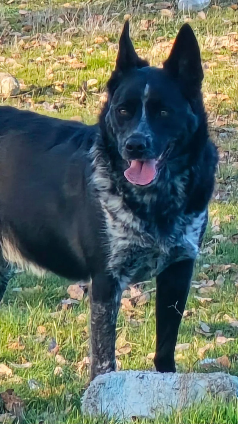 A young medium-sized male Cattle Dog dog named Mookie for adoption in Coarsegold, CA