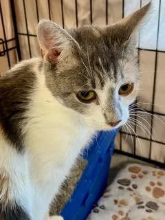 An adult medium-sized female Calico American Shorthair cat named Shay for adoption in Fredericksburg, OH