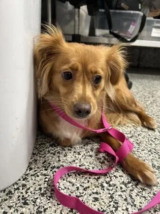 An adult small-sized female Mixed Breed dog named Betty for adoption in West Chester, PA