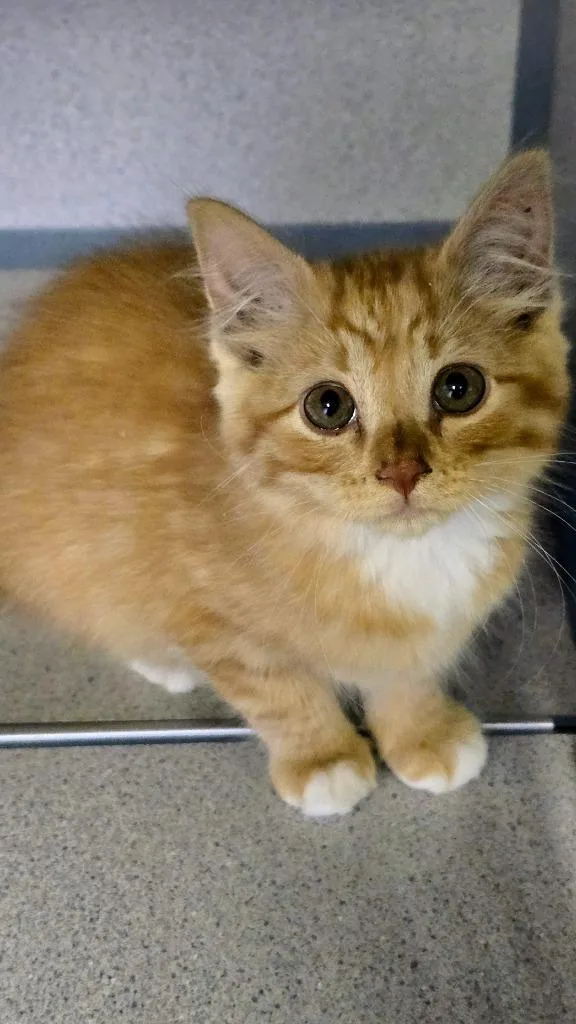 A young small-sized male Orange & White Domestic Short Hair cat named Zach for adoption in Webster City, IA