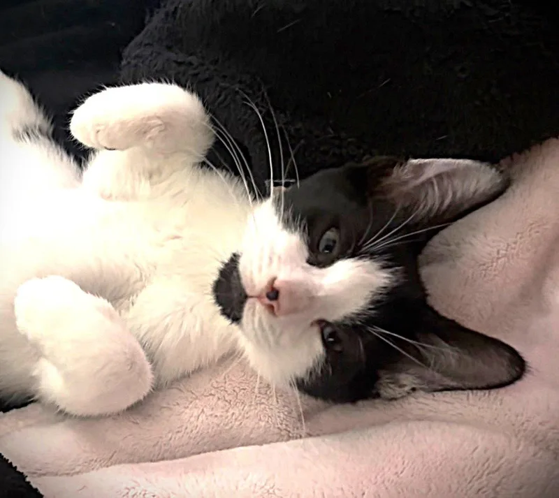 A baby medium-sized male Black & White / Tuxedo Domestic Short Hair cat named Dew Drop for adoption in Fort Myers, FL