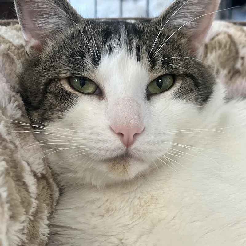 A young medium-sized male White Domestic Short Hair cat named Chip for adoption in Johnston, RI