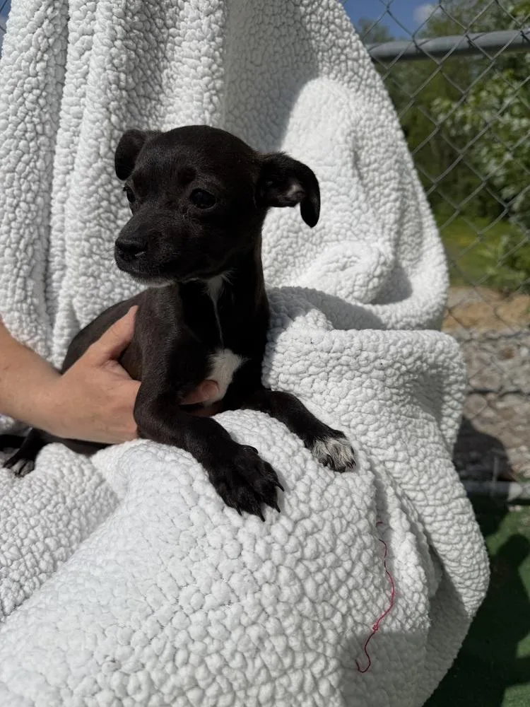 A baby small-sized female Tricolor (Brown, Black, & White) Chihuahua dog named Lina for adoption in Waterloo, IL