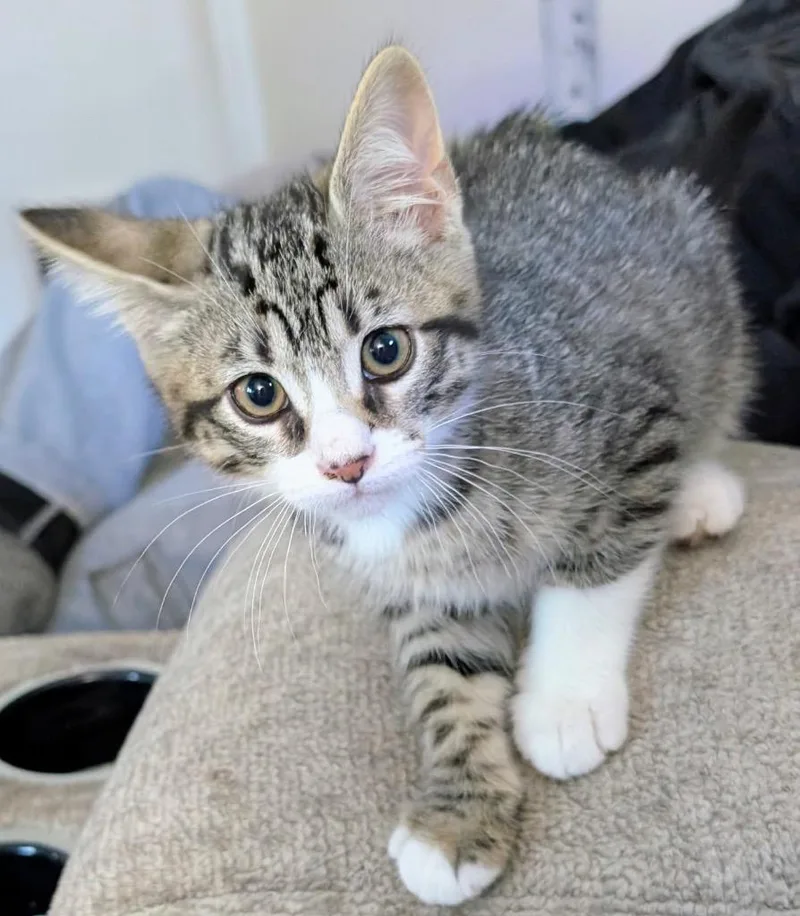 A baby small-sized female Domestic Short Hair cat named Honey Aka Clover for adoption in Gorham, ME