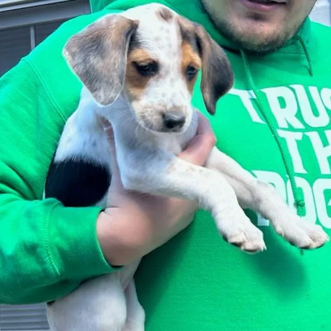 A baby medium-sized female White / Cream Hound dog named Lady Eloise Bridgerton for adoption in Fredericksburg, VA