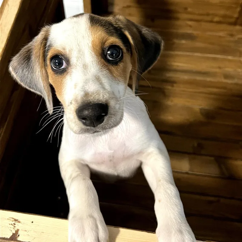 Lady Eloise Bridgerton thumbnail 2