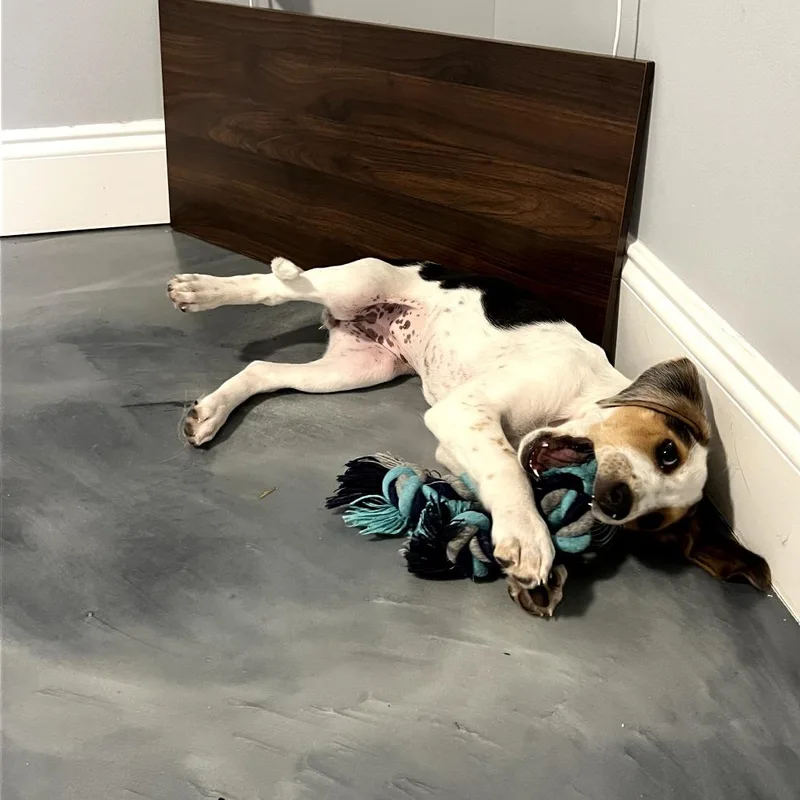 Lady Eloise Bridgerton thumbnail 3