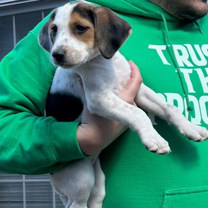 Lady Eloise Bridgerton thumbnail 4