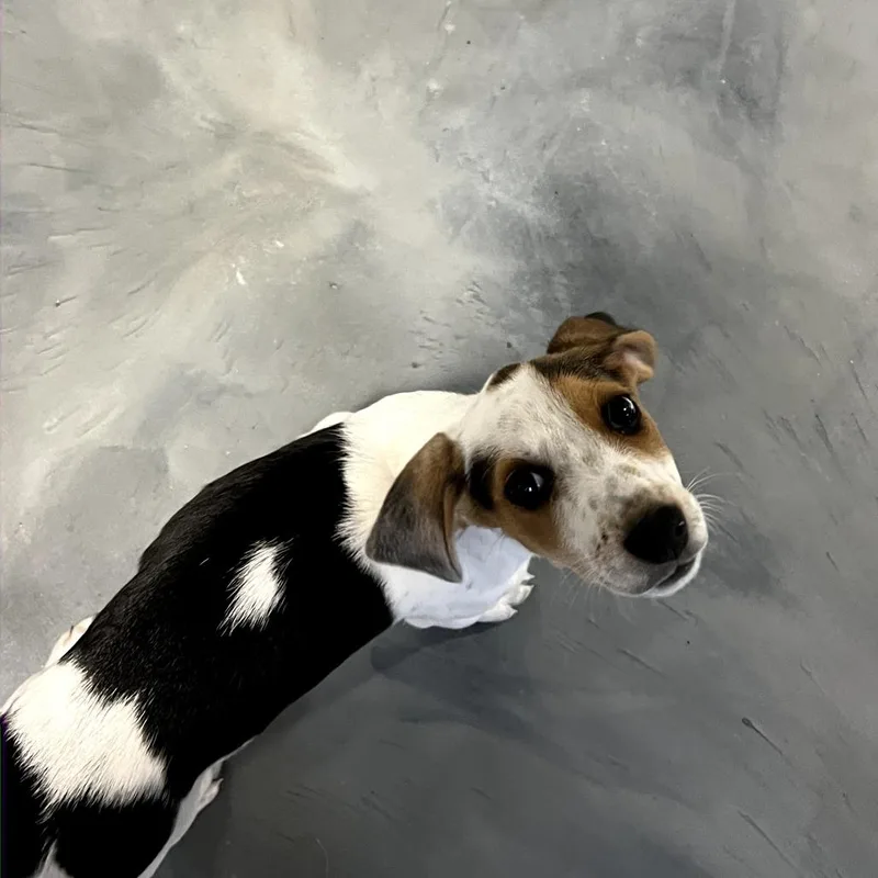 Lady Eloise Bridgerton thumbnail 5