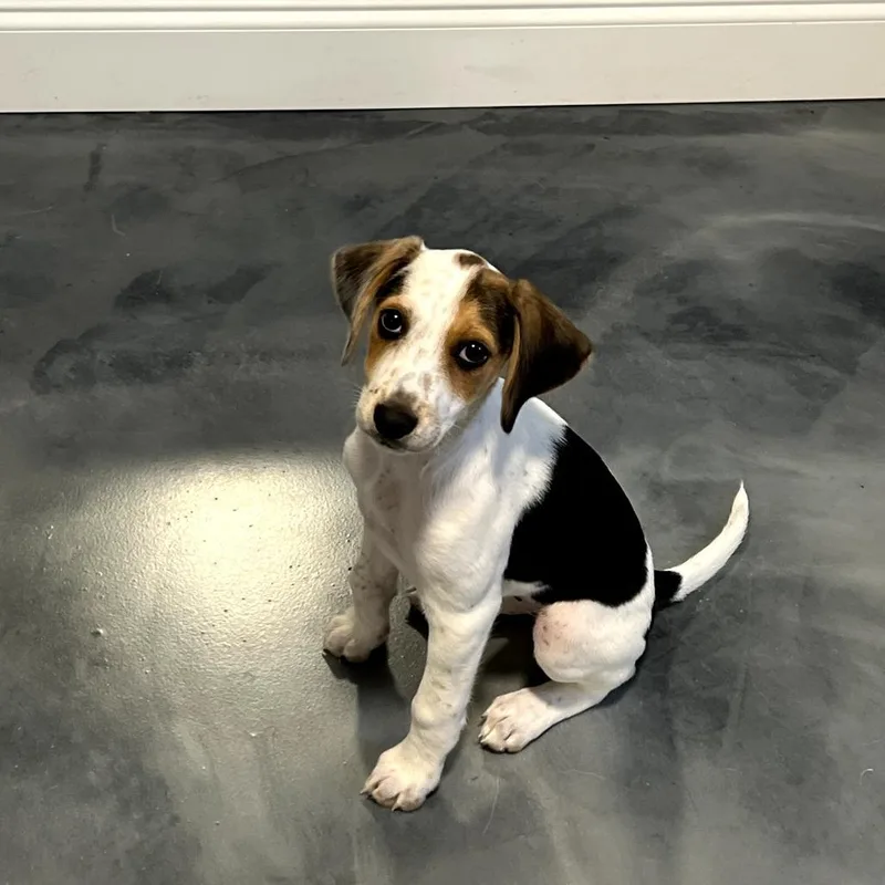 Lady Eloise Bridgerton thumbnail 6