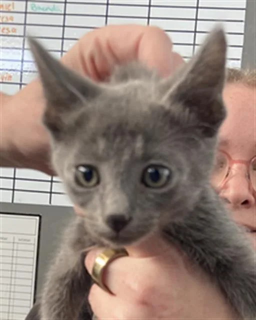 A baby medium-sized male Domestic Short Hair cat named Poseidon for adoption in Dallas, TX