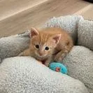A baby small-sized male Orange / Red Domestic Short Hair cat named Moe for adoption in Lake Panasoffkee, FL