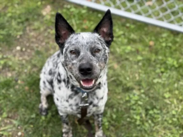 An adult medium-sized male Australian Cattle Dog / Blue Heeler dog named Sego for adoption in Los Angeles, CA