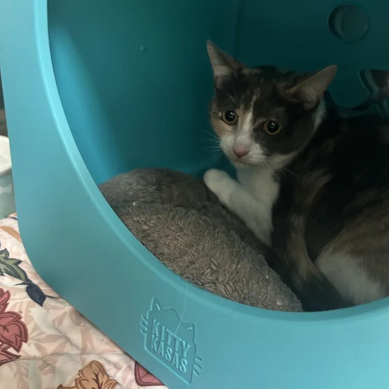 A young medium-sized female Calico Domestic Short Hair cat named Monica for adoption in Oshkosh, WI
