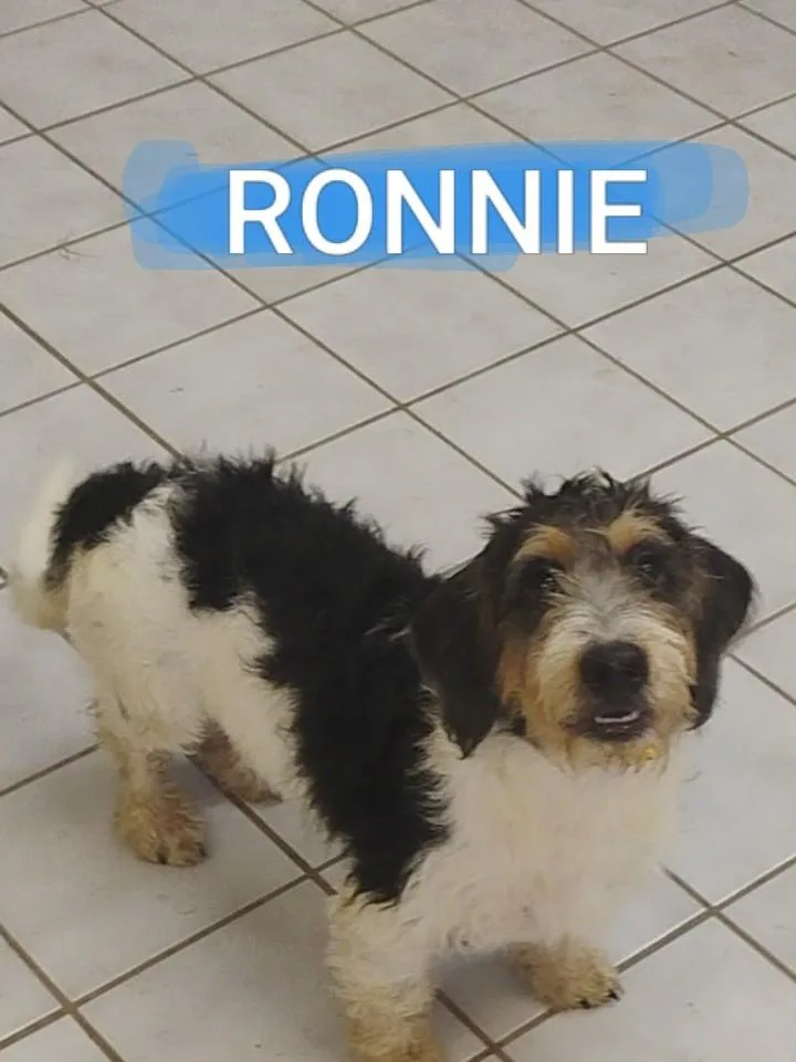 A baby medium-sized male Tricolor (Brown, Black, & White) Schnauzer dog named Ronnie for adoption in Saint Jo, TX