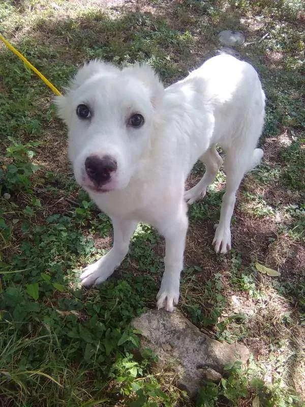 A baby large-sized female White / Cream Great Pyrenees dog named Nelly for adoption in Spring, TX