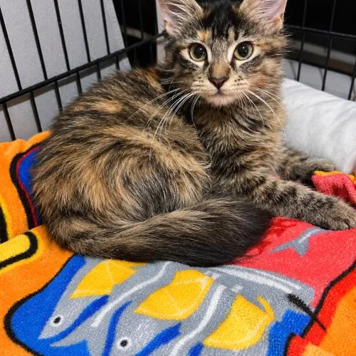 A baby small-sized female Domestic Medium Hair cat named Spice for adoption in Edmond, OK