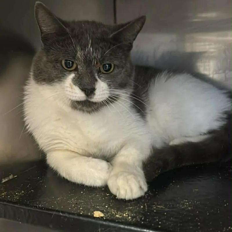 A young small-sized male Brown / Chocolate Domestic Short Hair cat named Meatball for adoption in Frederick, MD
