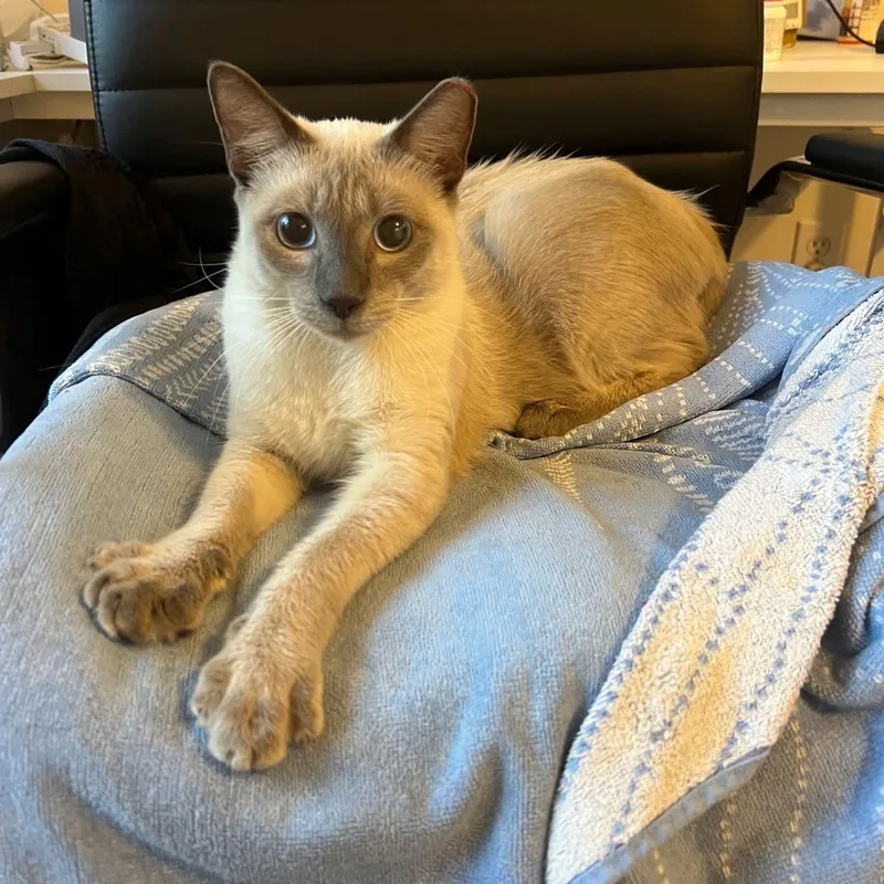 A young medium-sized male Siamese cat named Ocean for adoption in Lake Worth, FL