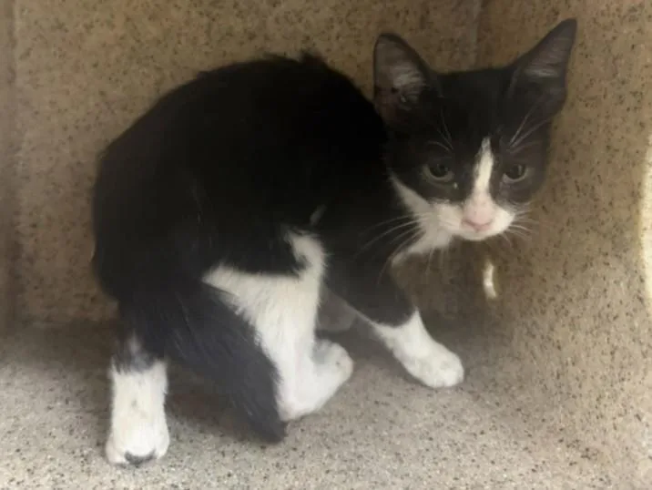 A baby small-sized female Domestic Short Hair cat named Punch for adoption in Los Angeles, CA