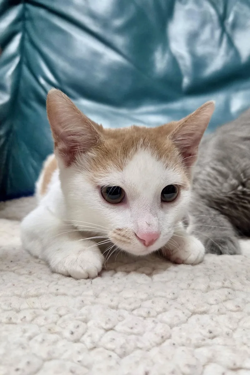 A baby medium-sized male Orange & White Domestic Short Hair cat named Pistachio for adoption in Cincinnati, OH