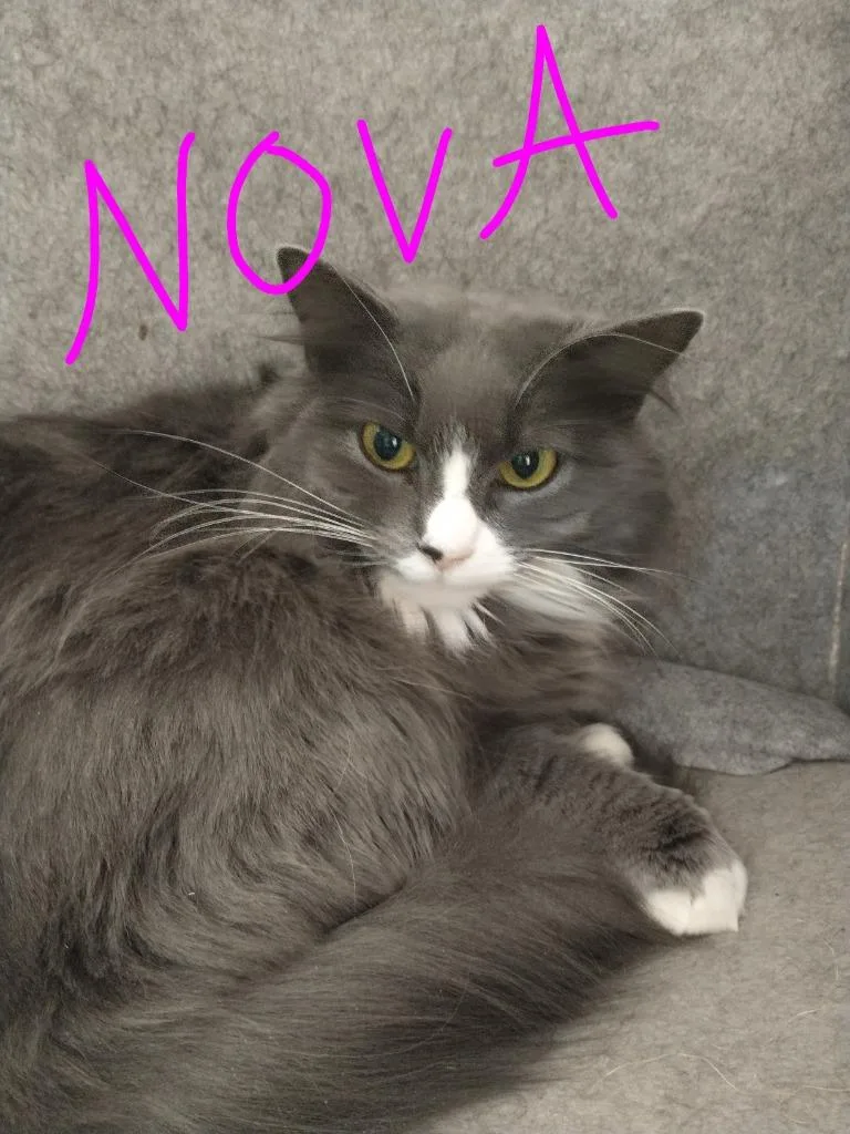 Nova thumbnail 2
