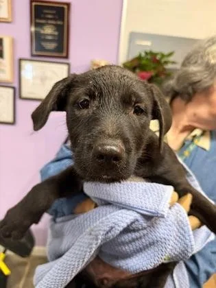 A baby small-sized female Mixed Breed dog named Fiona for adoption in West Chester, PA